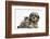 Tabby Kitten, Fosset, 8 Weeks Old, with Fluffy Black-And-Grey Daxie-Doodle Pup, Pebbles-Mark Taylor-Framed Photographic Print