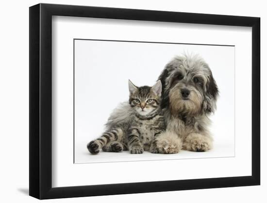 Tabby Kitten, Fosset, 8 Weeks Old, with Fluffy Black-And-Grey Daxie-Doodle Pup, Pebbles-Mark Taylor-Framed Photographic Print