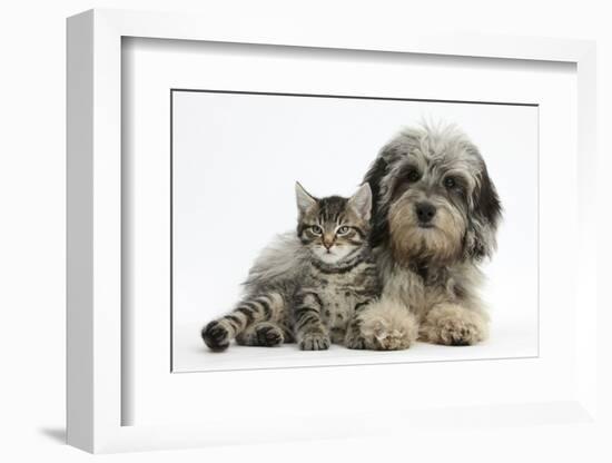 Tabby Kitten, Fosset, 8 Weeks Old, with Fluffy Black-And-Grey Daxie-Doodle Pup, Pebbles-Mark Taylor-Framed Photographic Print