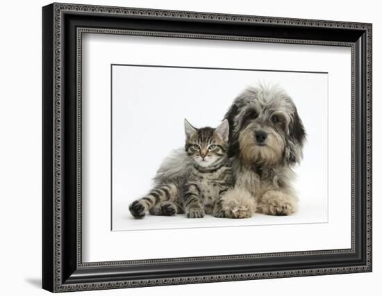 Tabby Kitten, Fosset, 8 Weeks Old, with Fluffy Black-And-Grey Daxie-Doodle Pup, Pebbles-Mark Taylor-Framed Photographic Print