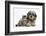 Tabby Kitten, Fosset, 8 Weeks Old, with Fluffy Black-And-Grey Daxie-Doodle Pup, Pebbles-Mark Taylor-Framed Photographic Print