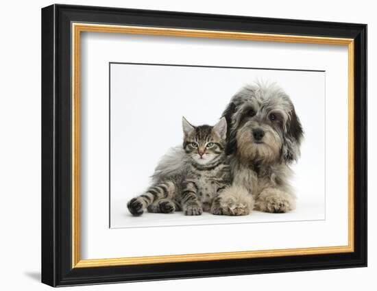 Tabby Kitten, Fosset, 8 Weeks Old, with Fluffy Black-And-Grey Daxie-Doodle Pup, Pebbles-Mark Taylor-Framed Photographic Print