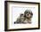 Tabby Kitten, Fosset, 8 Weeks Old, with Fluffy Black-And-Grey Daxie-Doodle Pup, Pebbles-Mark Taylor-Framed Photographic Print