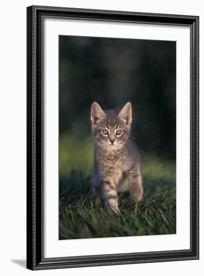 Tabby Kitten in Grass-DLILLC-Framed Photographic Print