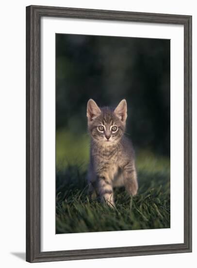 Tabby Kitten in Grass-DLILLC-Framed Photographic Print