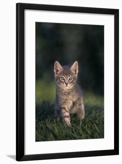 Tabby Kitten in Grass-DLILLC-Framed Photographic Print