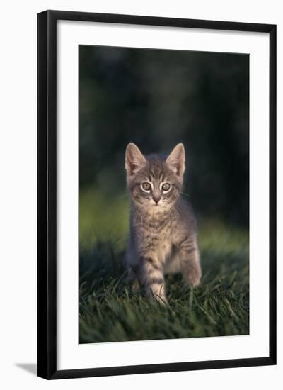 Tabby Kitten in Grass-DLILLC-Framed Photographic Print