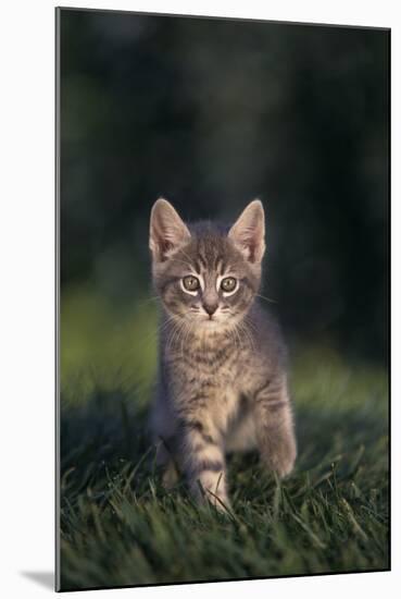 Tabby Kitten in Grass-DLILLC-Mounted Photographic Print