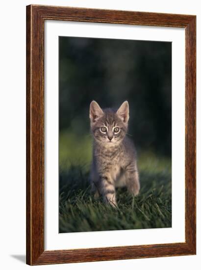 Tabby Kitten in Grass-DLILLC-Framed Photographic Print