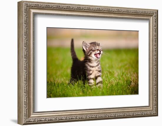 Tabby Kitten Outdoors Meowing-ots-photo-Framed Photographic Print