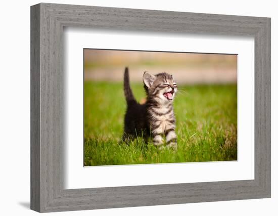 Tabby Kitten Outdoors Meowing-ots-photo-Framed Photographic Print