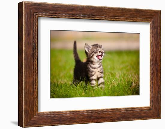Tabby Kitten Outdoors Meowing-ots-photo-Framed Photographic Print