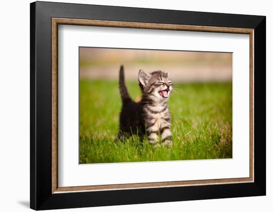 Tabby Kitten Outdoors Meowing-ots-photo-Framed Photographic Print