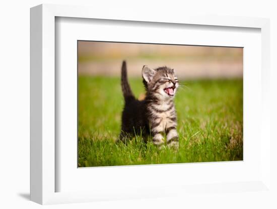 Tabby Kitten Outdoors Meowing-ots-photo-Framed Photographic Print