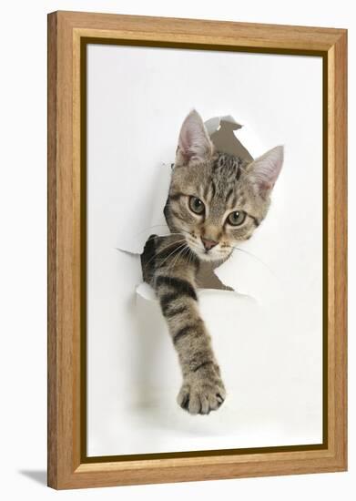 Tabby Kitten, Stanley, 4 Months Old, Breaking Through Paper-Mark Taylor-Framed Premier Image Canvas