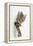 Tabby Kitten, Stanley, 4 Months Old, Breaking Through Paper-Mark Taylor-Framed Premier Image Canvas