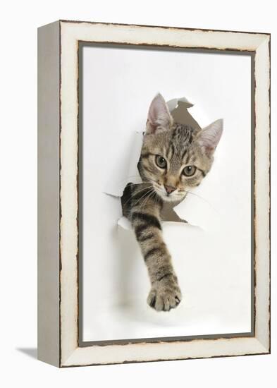 Tabby Kitten, Stanley, 4 Months Old, Breaking Through Paper-Mark Taylor-Framed Premier Image Canvas