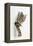 Tabby Kitten, Stanley, 4 Months Old, Breaking Through Paper-Mark Taylor-Framed Premier Image Canvas