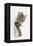 Tabby Kitten, Stanley, 4 Months Old, Breaking Through Paper-Mark Taylor-Framed Premier Image Canvas