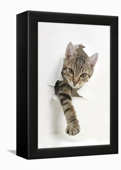 Tabby Kitten, Stanley, 4 Months Old, Breaking Through Paper-Mark Taylor-Framed Premier Image Canvas