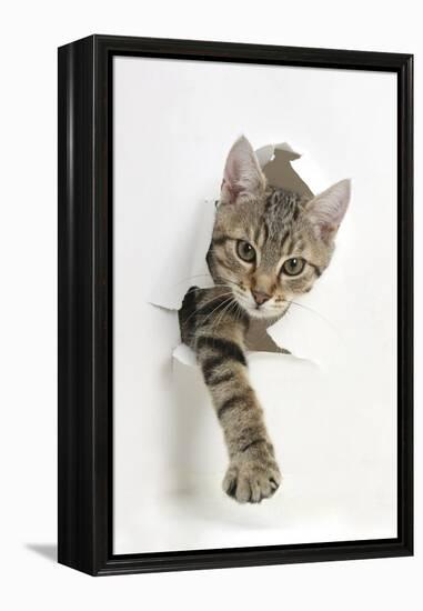 Tabby Kitten, Stanley, 4 Months Old, Breaking Through Paper-Mark Taylor-Framed Premier Image Canvas