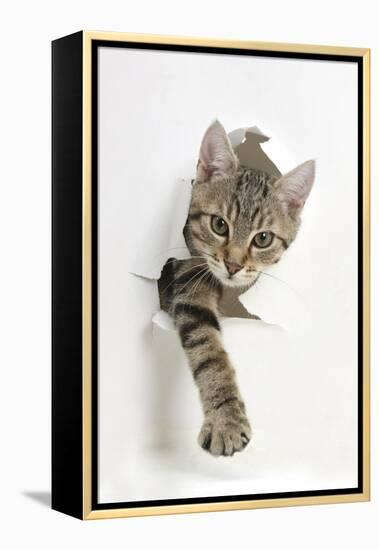 Tabby Kitten, Stanley, 4 Months Old, Breaking Through Paper-Mark Taylor-Framed Premier Image Canvas