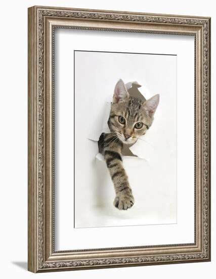 Tabby Kitten, Stanley, 4 Months Old, Breaking Through Paper-Mark Taylor-Framed Photographic Print