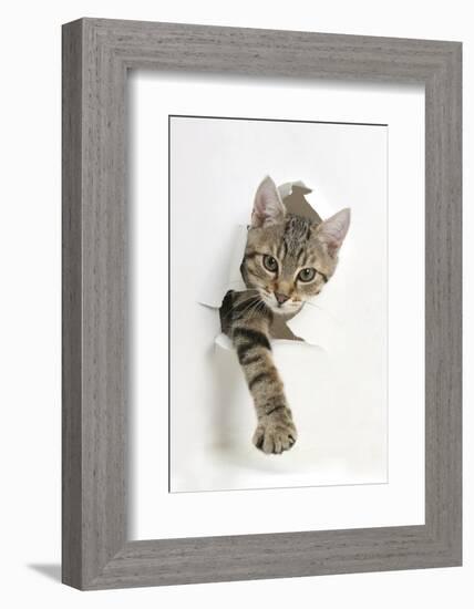 Tabby Kitten, Stanley, 4 Months Old, Breaking Through Paper-Mark Taylor-Framed Photographic Print