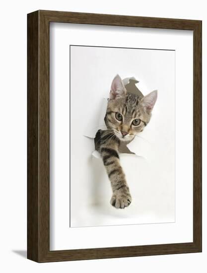 Tabby Kitten, Stanley, 4 Months Old, Breaking Through Paper-Mark Taylor-Framed Photographic Print