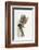 Tabby Kitten, Stanley, 4 Months Old, Breaking Through Paper-Mark Taylor-Framed Photographic Print