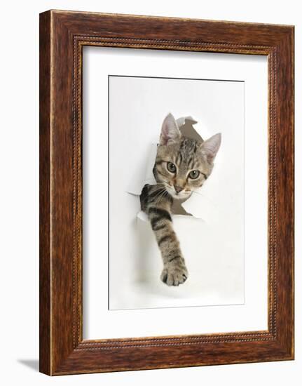 Tabby Kitten, Stanley, 4 Months Old, Breaking Through Paper-Mark Taylor-Framed Photographic Print