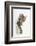 Tabby Kitten, Stanley, 4 Months Old, Breaking Through Paper-Mark Taylor-Framed Photographic Print