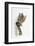 Tabby Kitten, Stanley, 4 Months Old, Breaking Through Paper-Mark Taylor-Framed Photographic Print