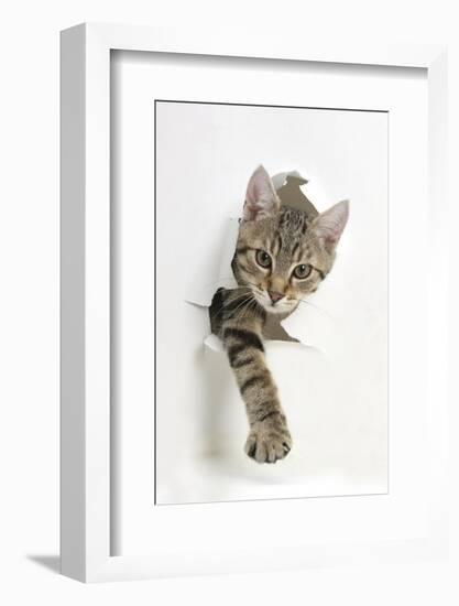 Tabby Kitten, Stanley, 4 Months Old, Breaking Through Paper-Mark Taylor-Framed Photographic Print