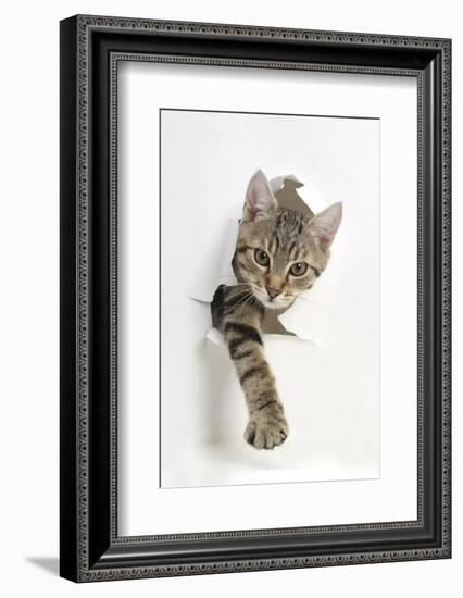 Tabby Kitten, Stanley, 4 Months Old, Breaking Through Paper-Mark Taylor-Framed Photographic Print