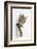 Tabby Kitten, Stanley, 4 Months Old, Breaking Through Paper-Mark Taylor-Framed Photographic Print