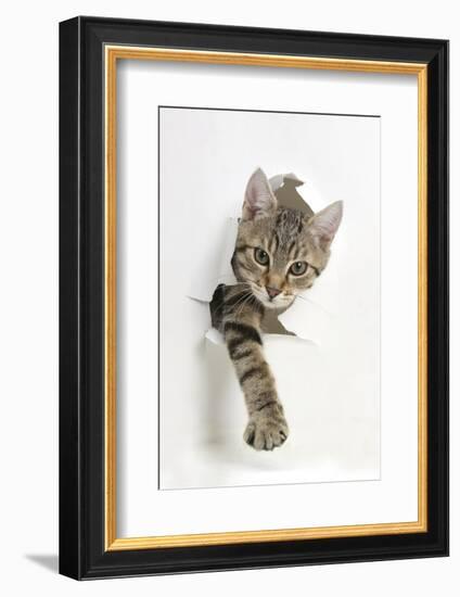 Tabby Kitten, Stanley, 4 Months Old, Breaking Through Paper-Mark Taylor-Framed Photographic Print