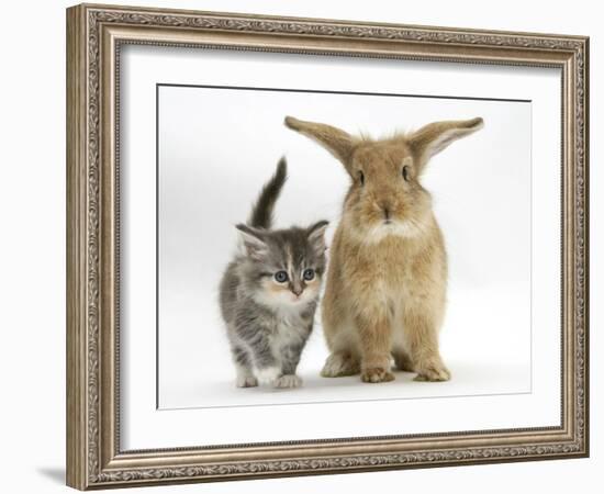 Tabby Kitten with Sandy Lionhead-Cross-Mark Taylor-Framed Photographic Print