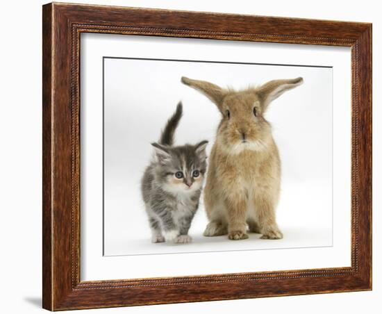 Tabby Kitten with Sandy Lionhead-Cross-Mark Taylor-Framed Photographic Print