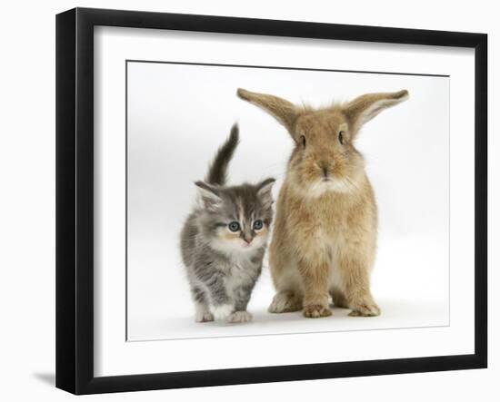 Tabby Kitten with Sandy Lionhead-Cross-Mark Taylor-Framed Photographic Print