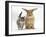 Tabby Kitten with Sandy Lionhead-Cross-Mark Taylor-Framed Photographic Print