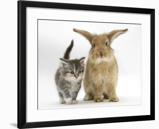 Tabby Kitten with Sandy Lionhead-Cross-Mark Taylor-Framed Photographic Print