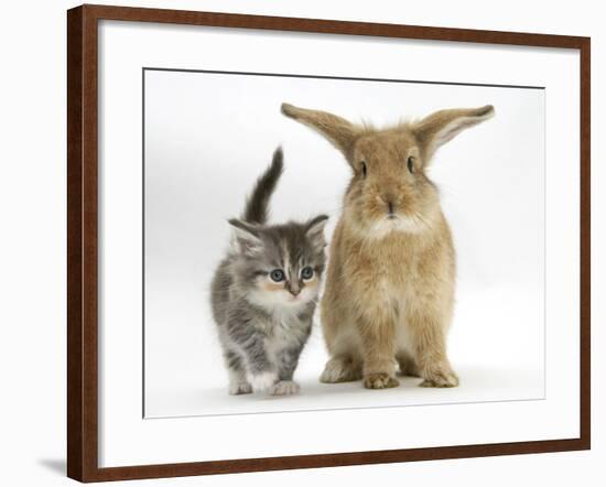 Tabby Kitten with Sandy Lionhead-Cross-Mark Taylor-Framed Photographic Print