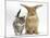 Tabby Kitten with Sandy Lionhead-Cross-Mark Taylor-Mounted Photographic Print
