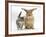 Tabby Kitten with Sandy Lionhead-Cross-Mark Taylor-Framed Photographic Print