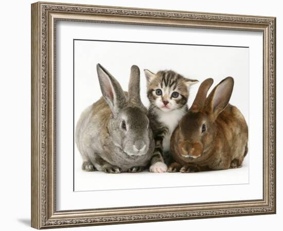 Tabby Kitten with Two Rabbits-Jane Burton-Framed Photographic Print