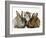 Tabby Kitten with Two Rabbits-Jane Burton-Framed Photographic Print