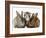 Tabby Kitten with Two Rabbits-Jane Burton-Framed Photographic Print