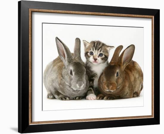 Tabby Kitten with Two Rabbits-Jane Burton-Framed Photographic Print