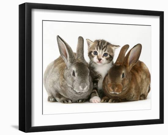 Tabby Kitten with Two Rabbits-Jane Burton-Framed Photographic Print